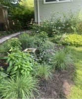 rain garden